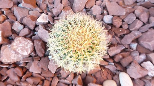07-162 Un beau cactus